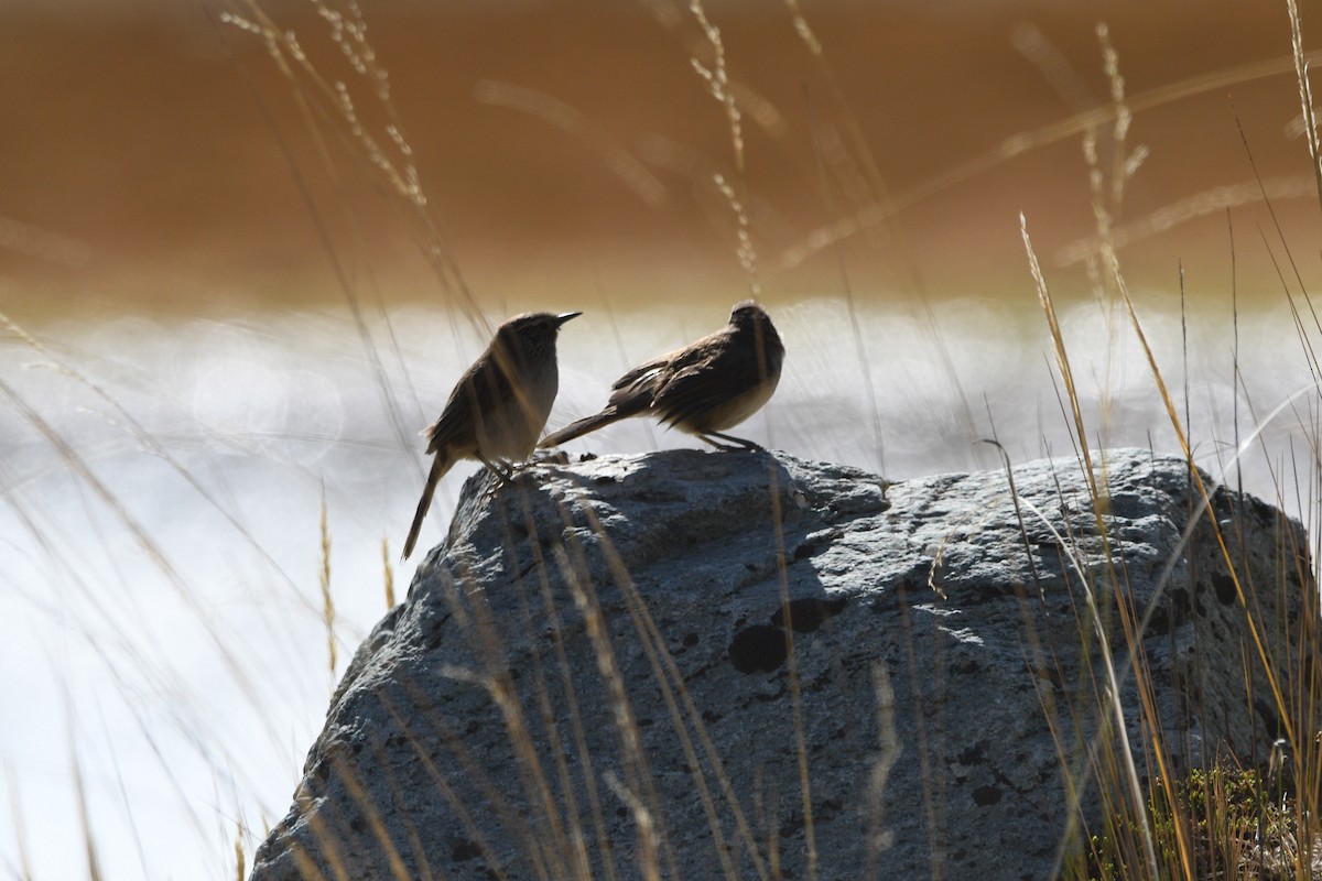 Streak-throated Canastero - ML622480025