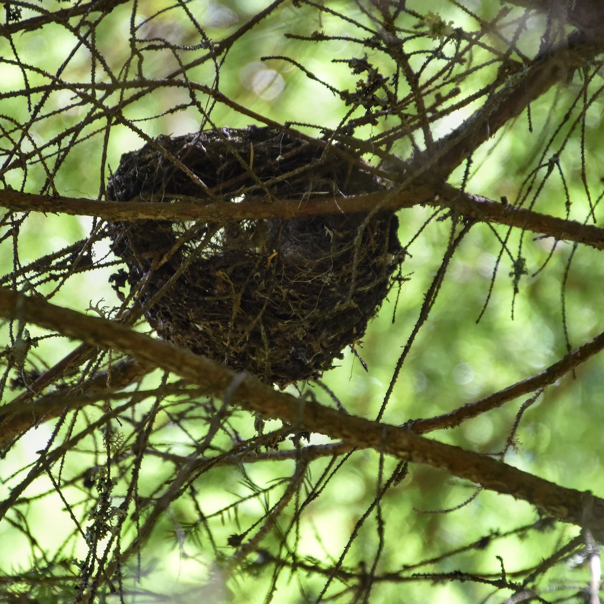 Coal Tit - István Mátis