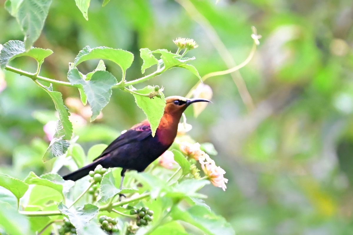 Copper Sunbird - ML622480046