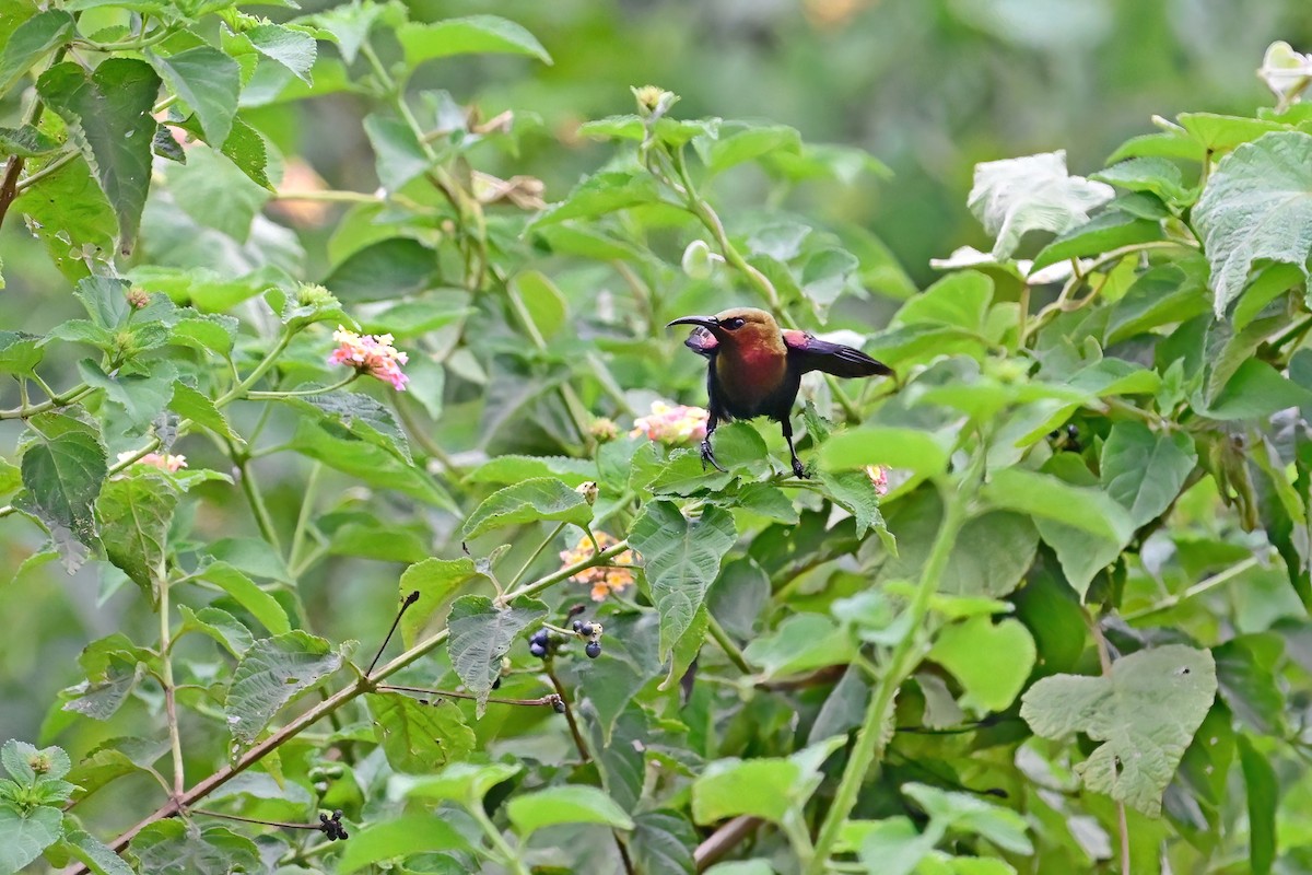 Copper Sunbird - ML622480048