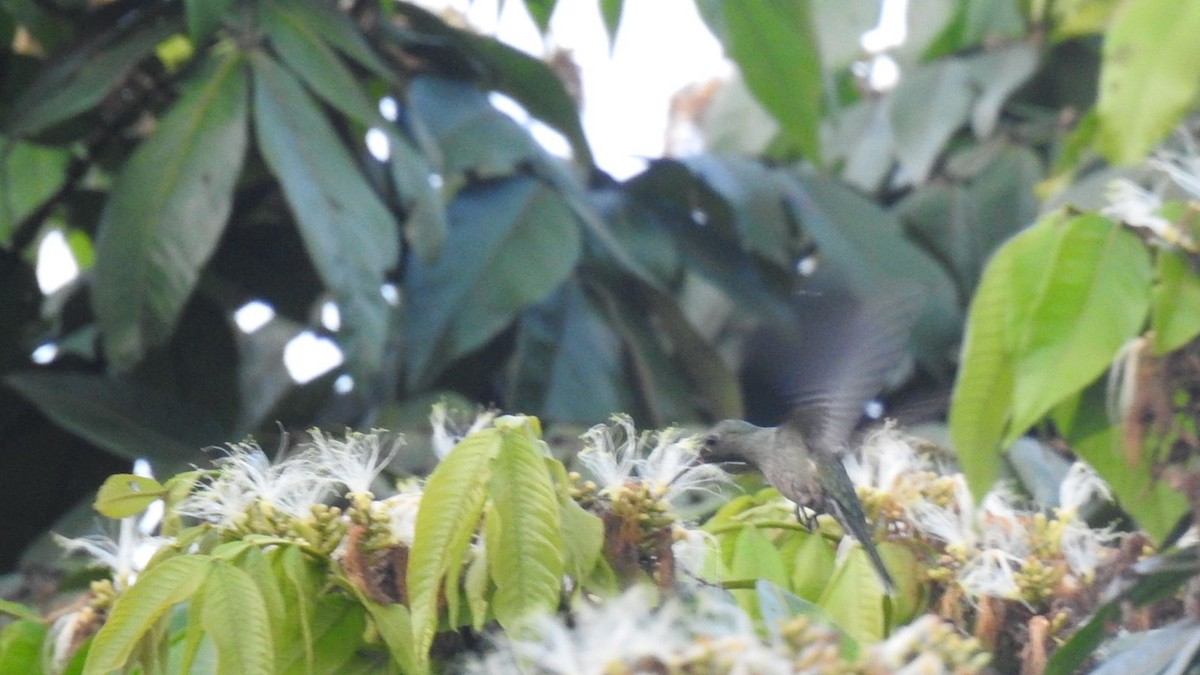 Scaly-breasted Hummingbird - ML622480069