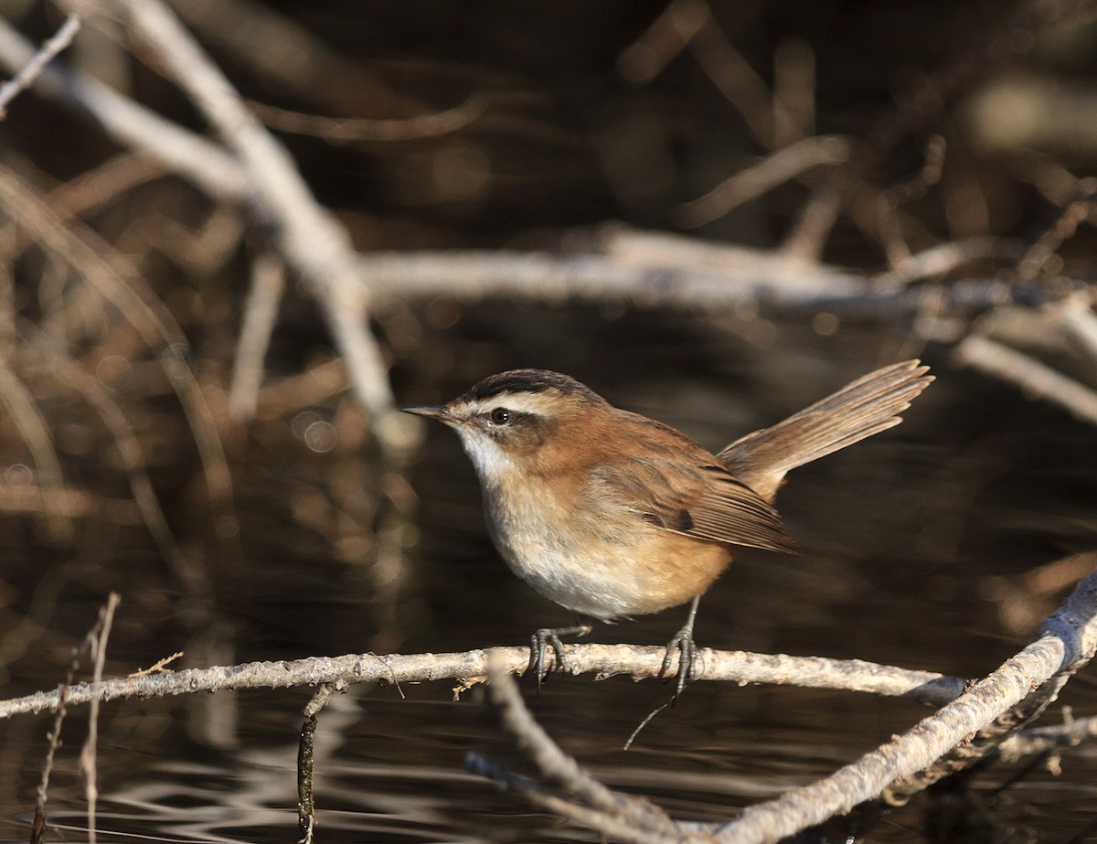 Moustached Warbler - ML622480095