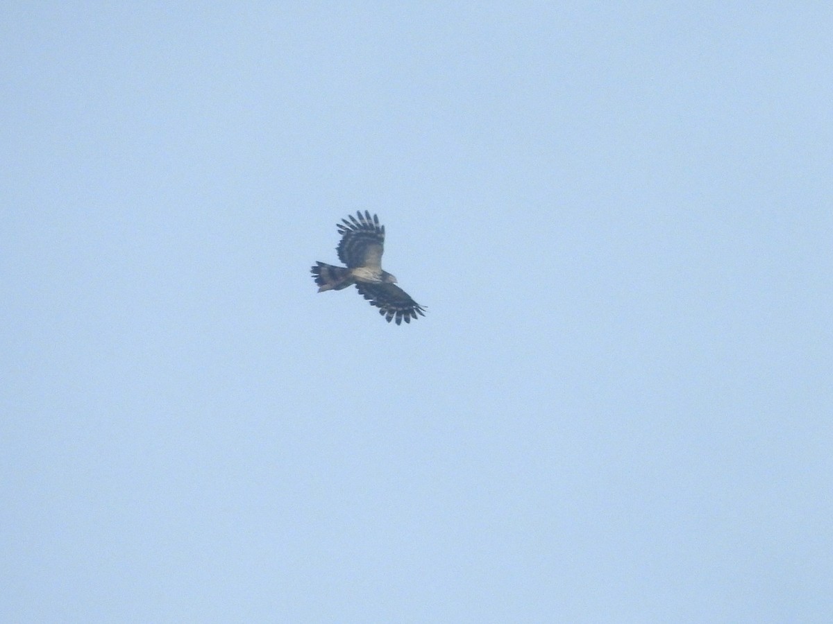 Long-tailed Honey-buzzard - ML622480122