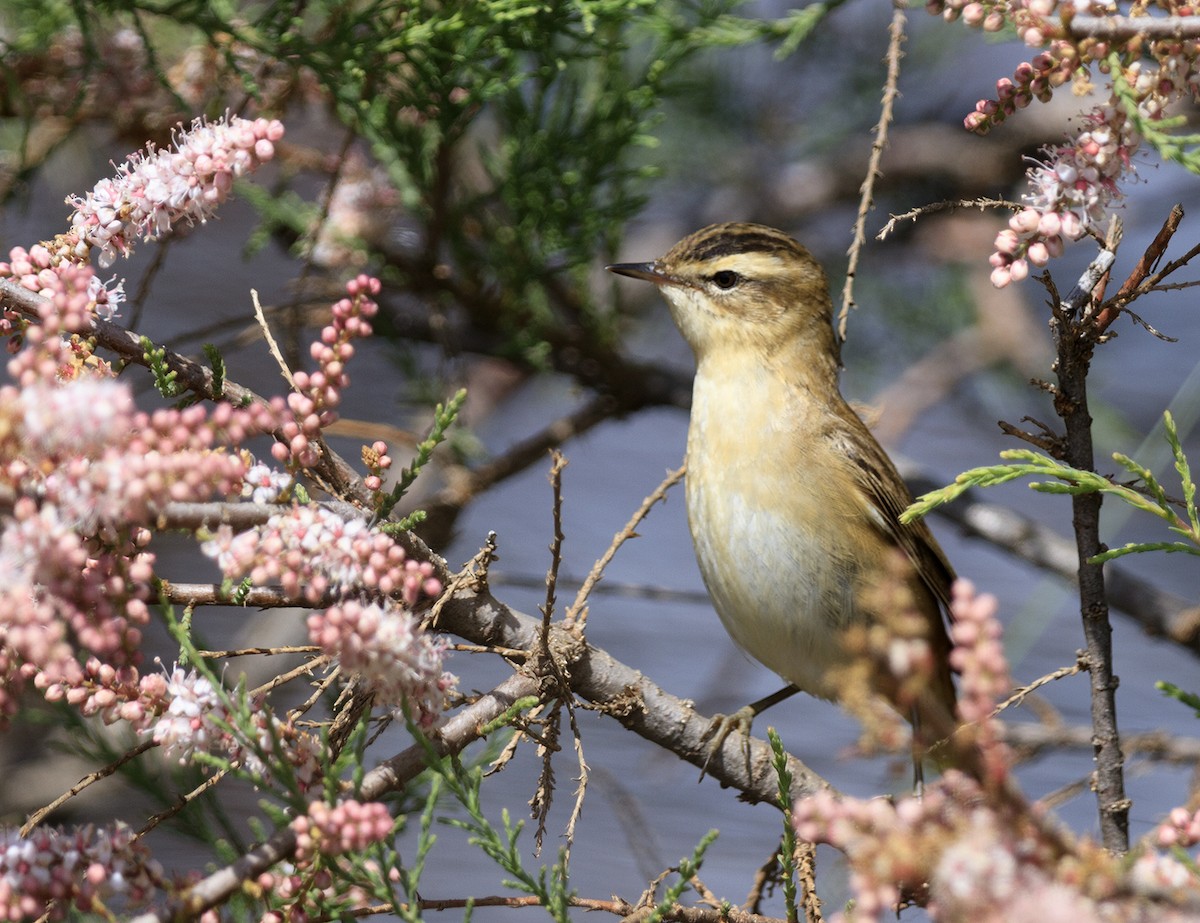 Sedge Warbler - ML622480136