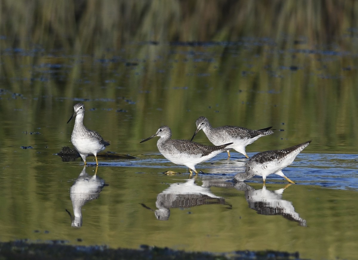 Greater Yellowlegs - ML622480241