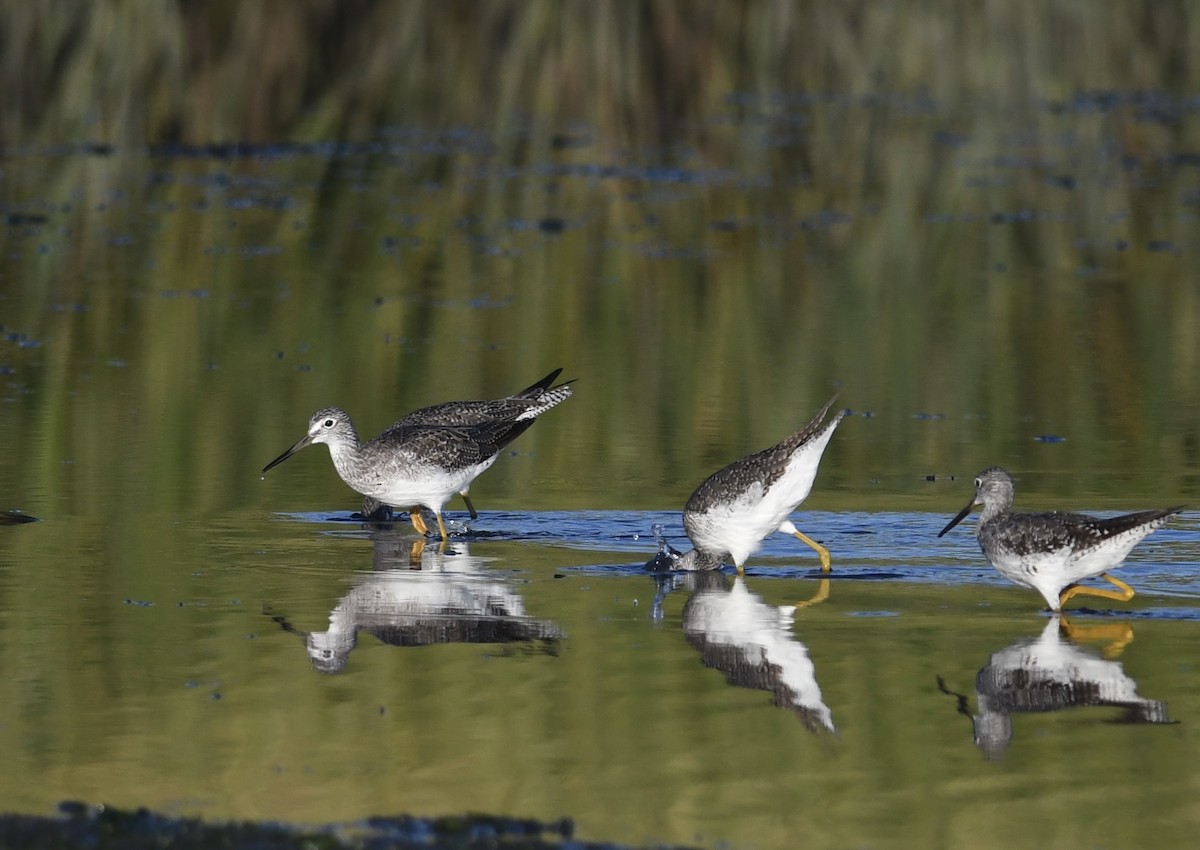 Greater Yellowlegs - ML622480242