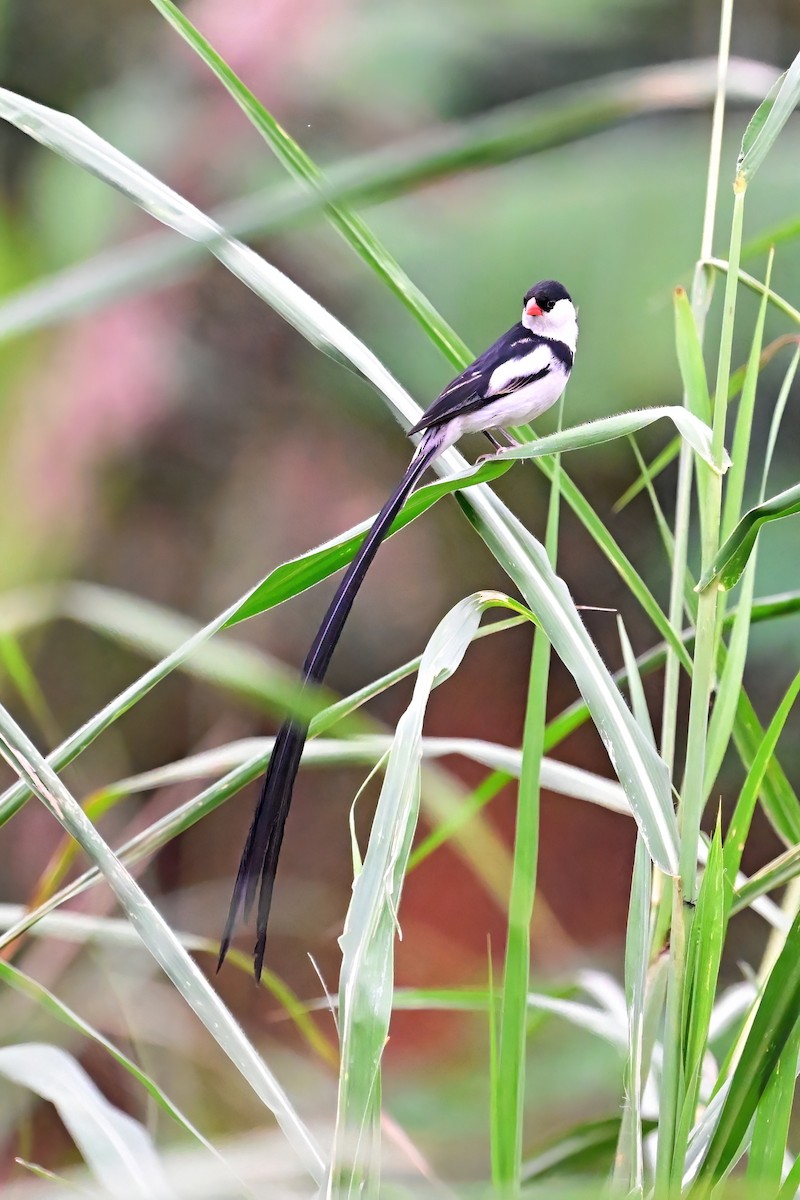 Pin-tailed Whydah - ML622480288