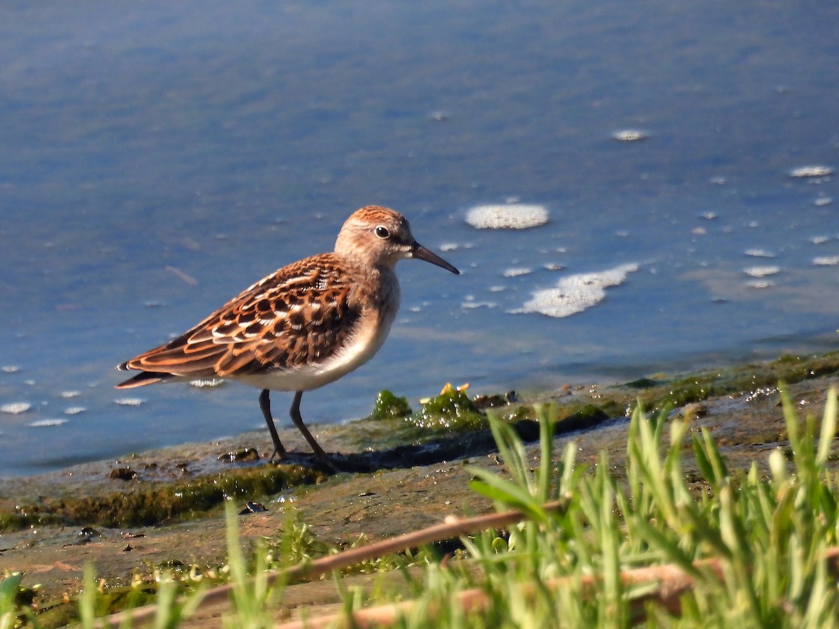 Least Sandpiper - ML622480364