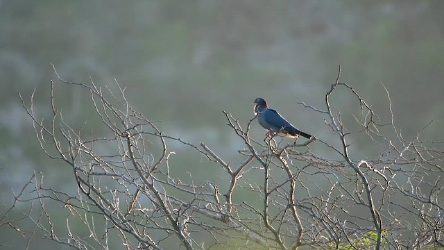 アカエリバト - ML622480365