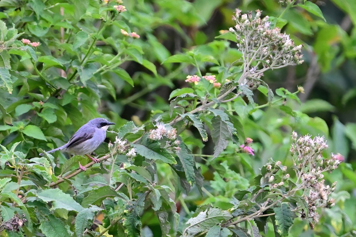 White-chinned Prinia - ML622480380