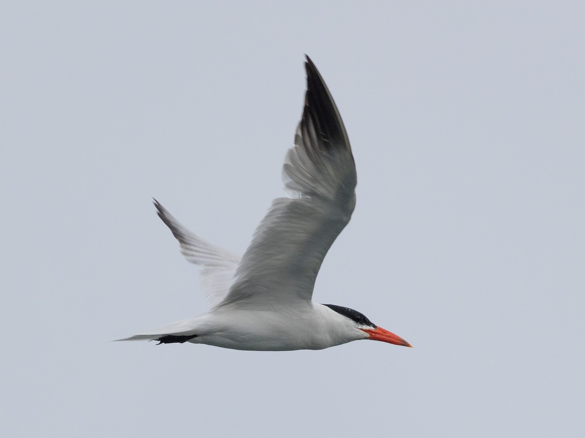 Caspian Tern - ML622480381