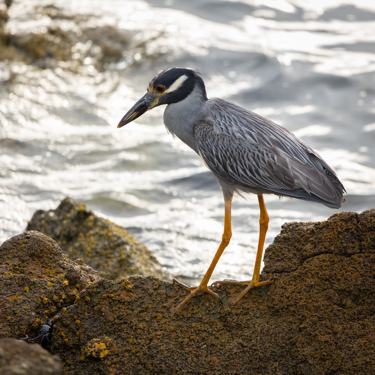 Yellow-crowned Night Heron - ML622480394