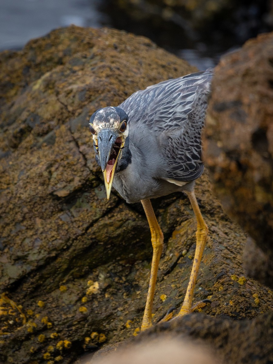 Yellow-crowned Night Heron - ML622480395