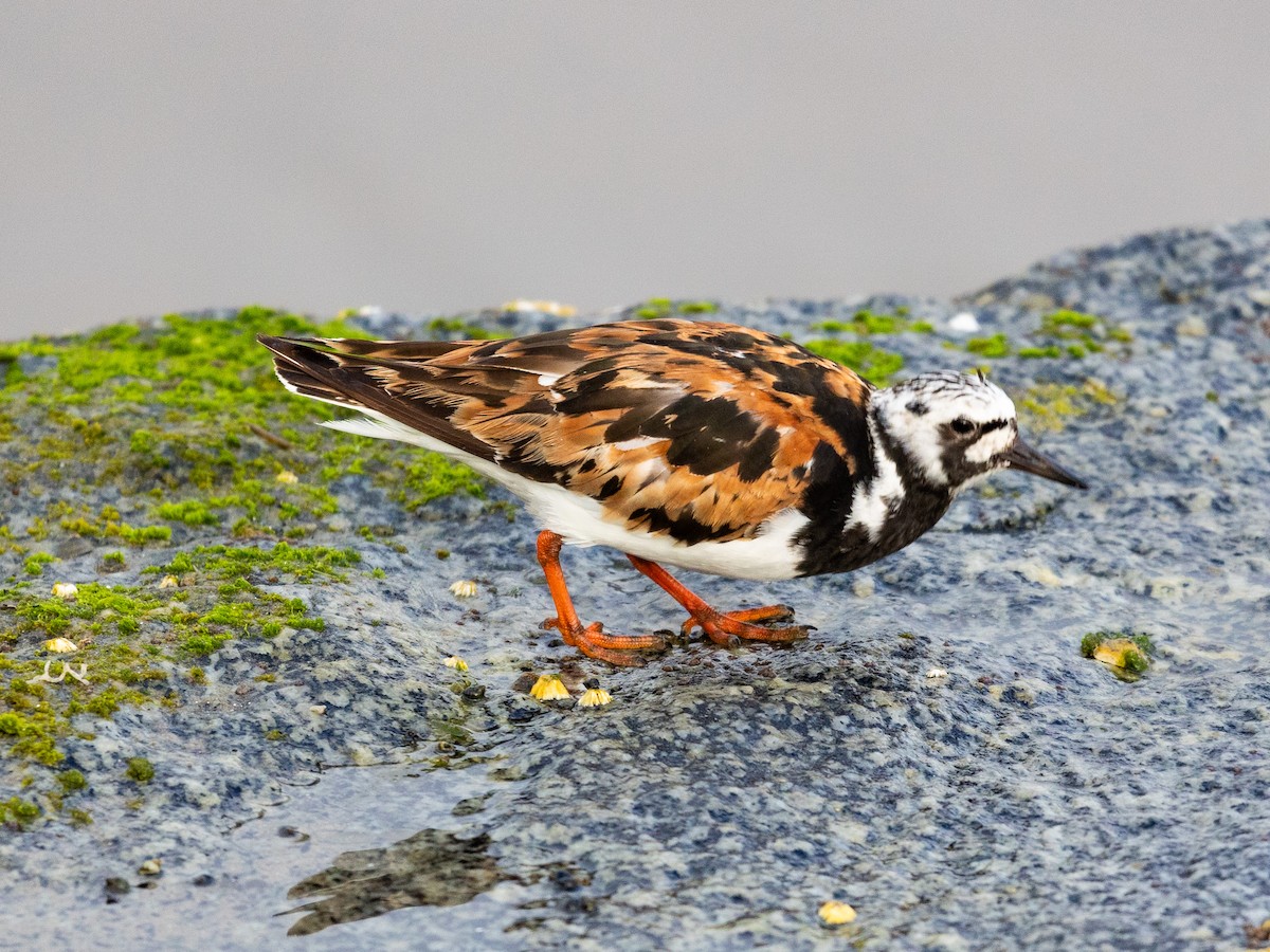 Ruddy Turnstone - ML622480428