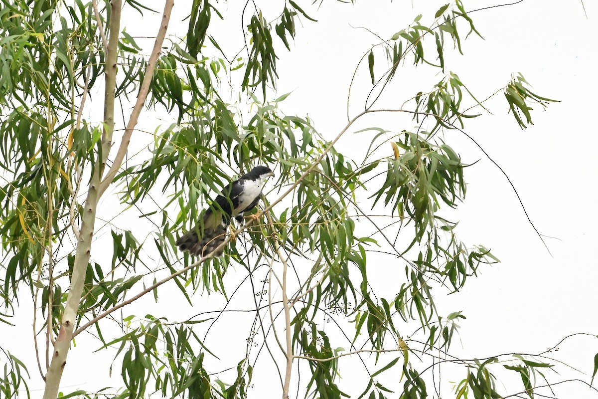 Black Goshawk - ML622480430