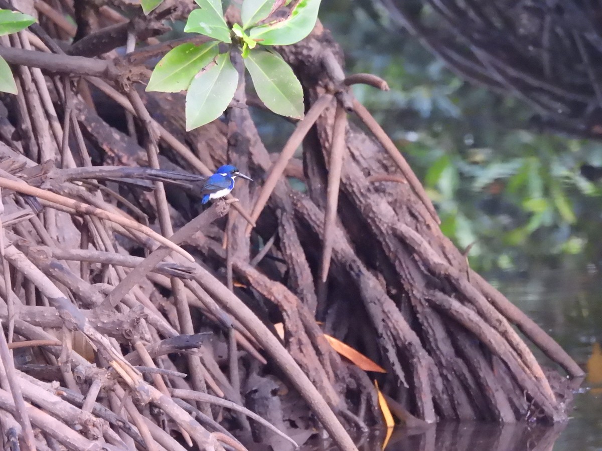 Little Kingfisher - Mark Smiles