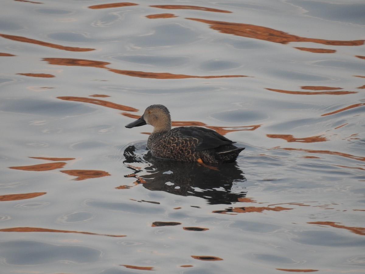 Cape Shoveler - ML622480470