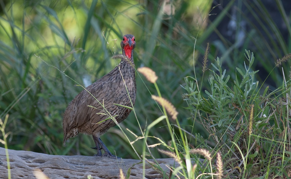 Swainson's Spurfowl - ML622480510