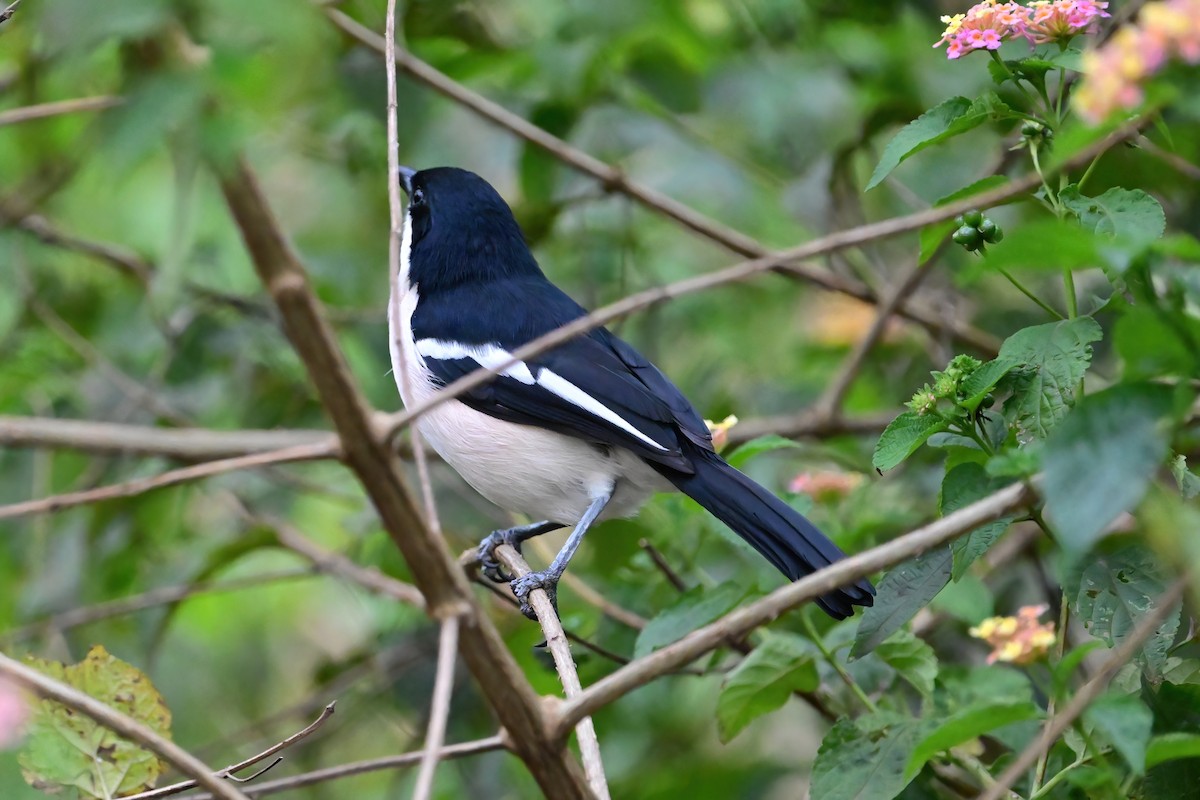 Tropical Boubou - ML622480517