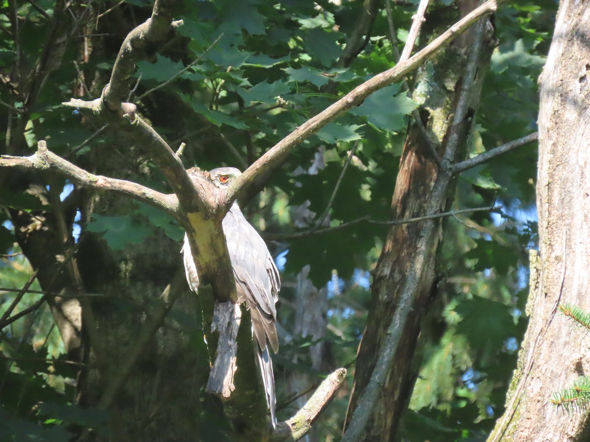 Cooper's Hawk - ML622480569