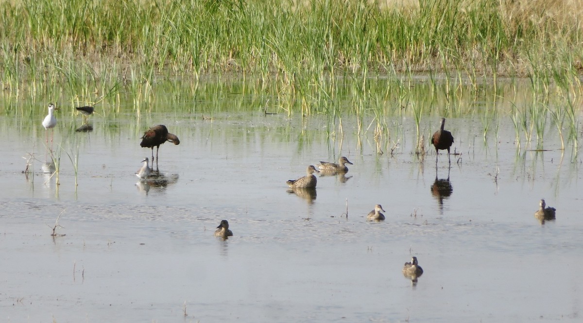 White-faced Ibis - ML622480577