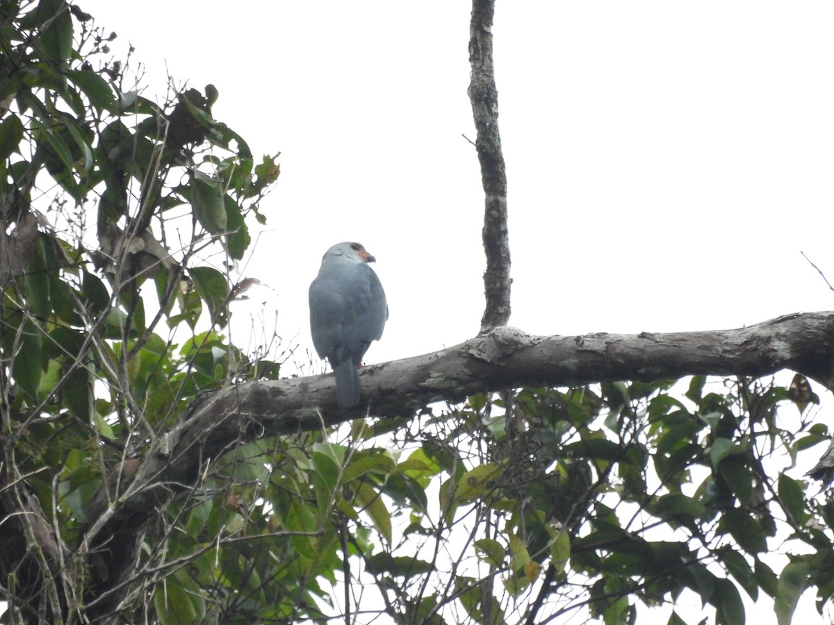 Gray-headed Goshawk - ML622480578