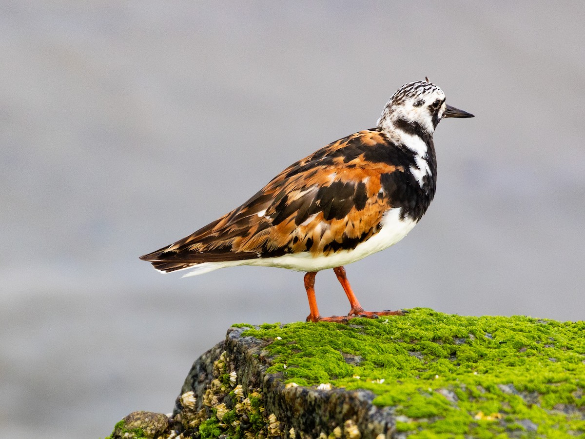 Ruddy Turnstone - ML622480580