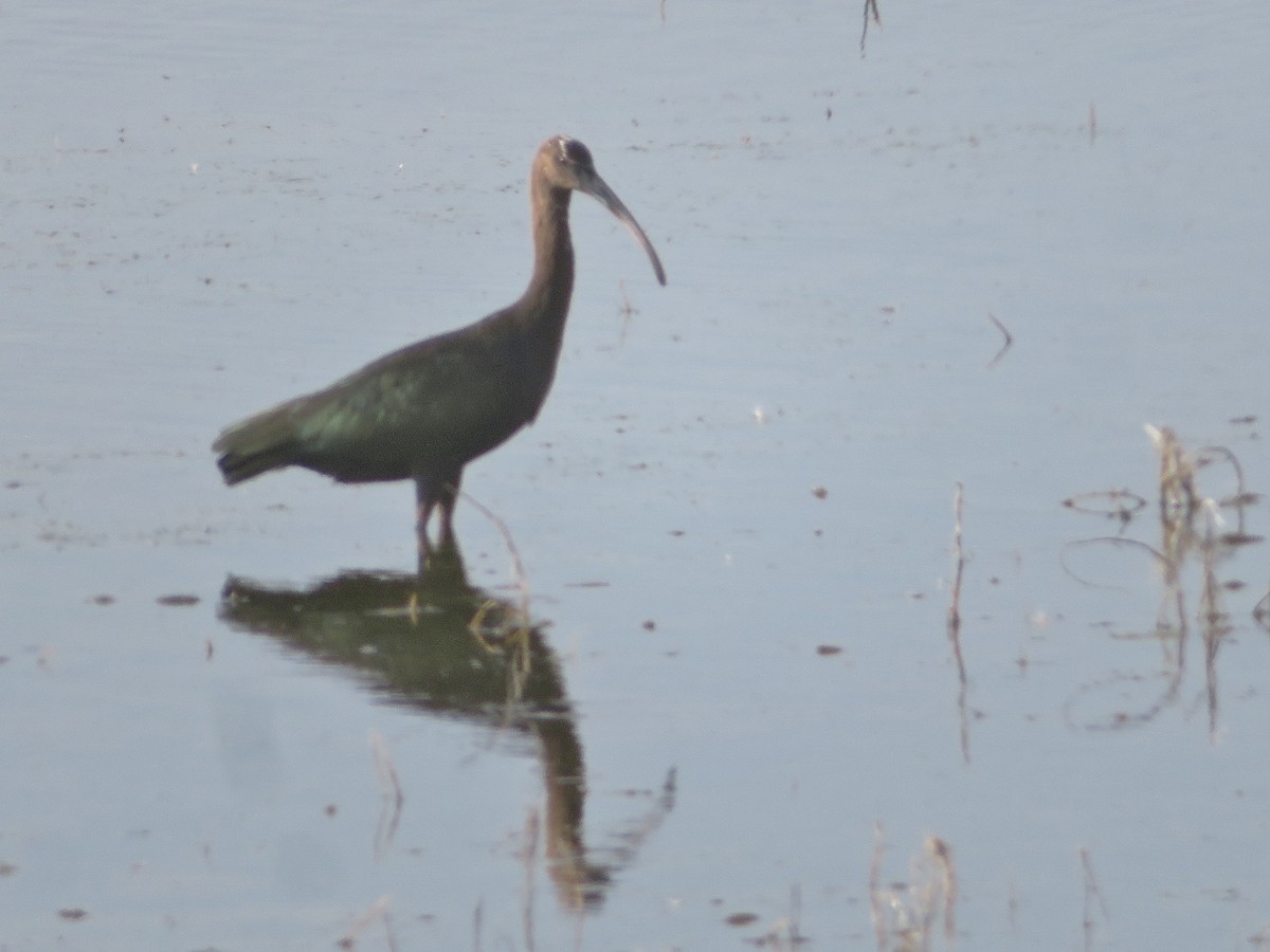 White-faced Ibis - ML622480599