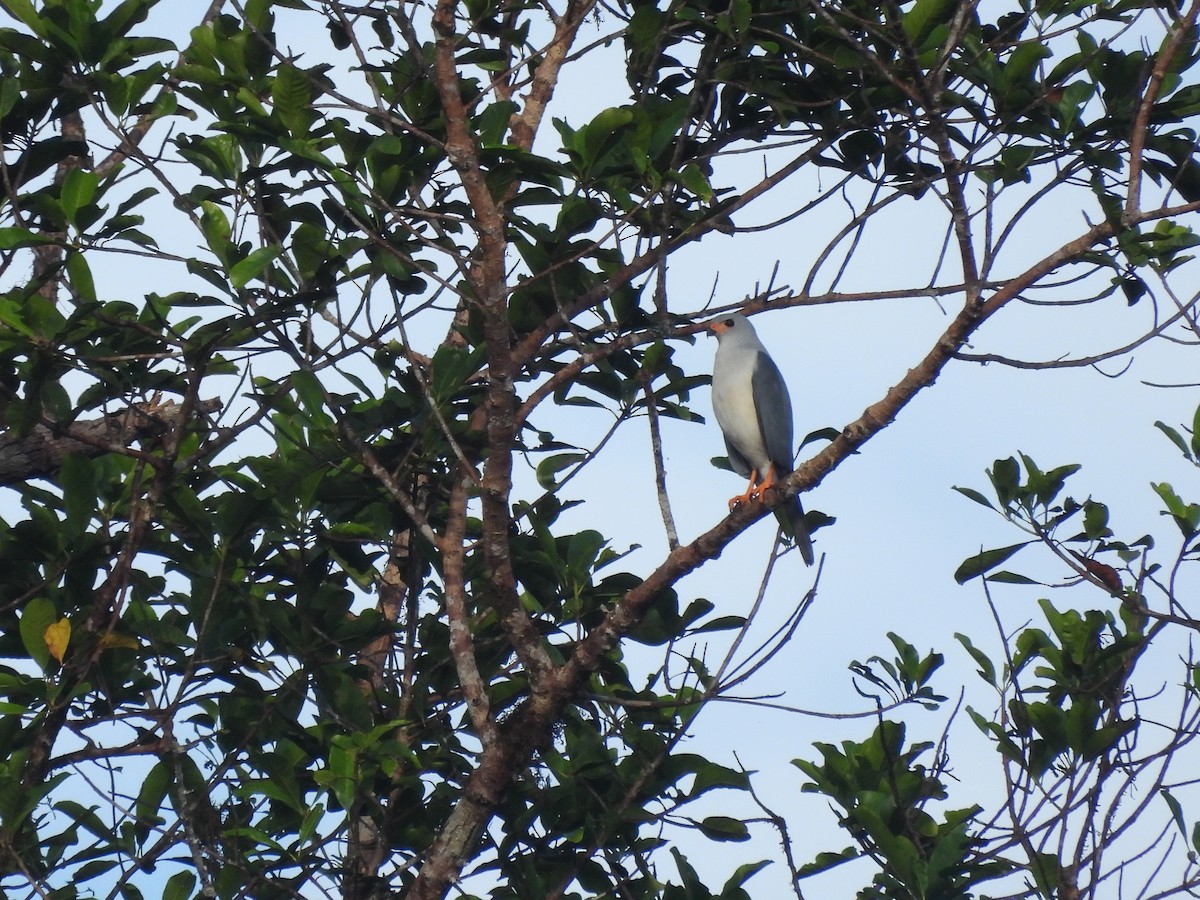 Gray-headed Goshawk - ML622480610