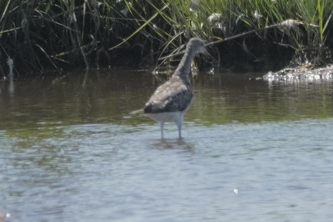 Greater Yellowlegs - ML622480616