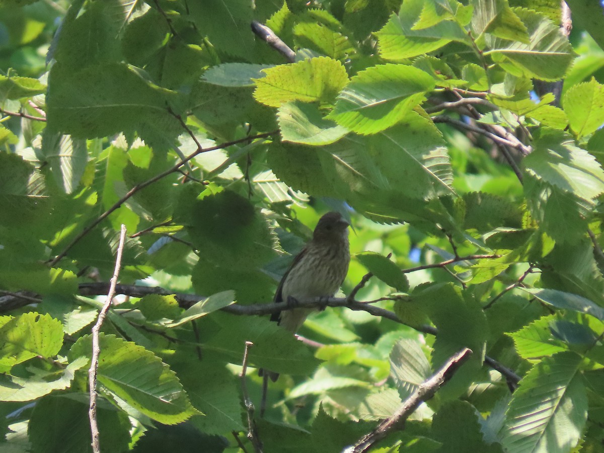 House Finch - Maia Ginsburg