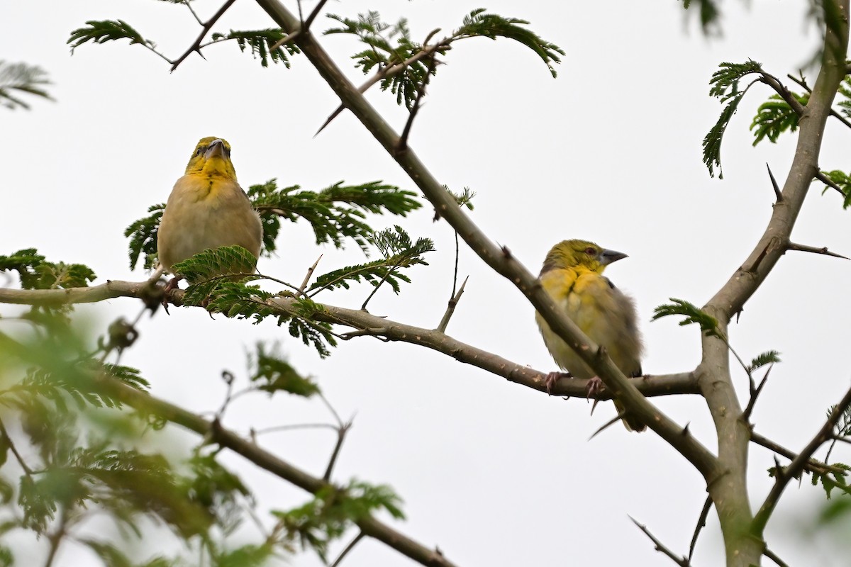 Village Weaver - ML622480633