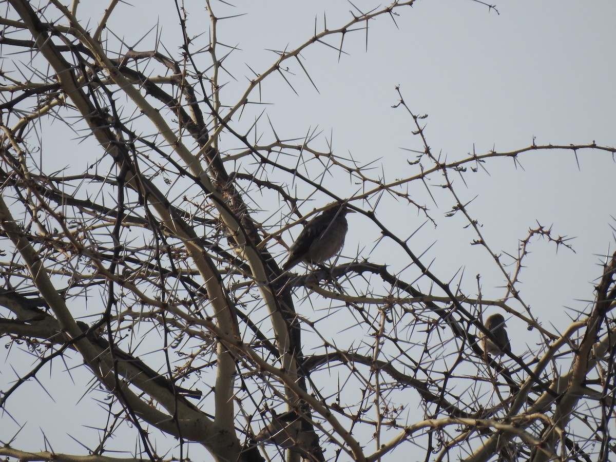 Wattled Starling - ML622480648