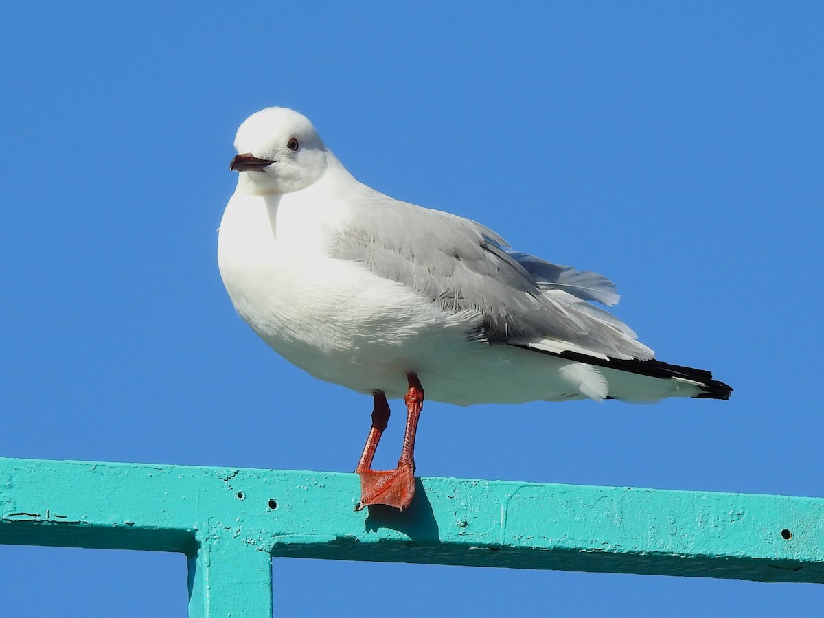 Hartlaub's Gull - Carmen Álvarez Montalbán