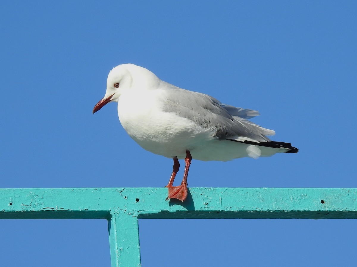 Hartlaub's Gull - Carmen Álvarez Montalbán