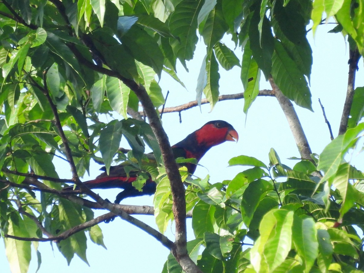 Black-capped Lory - ML622480675