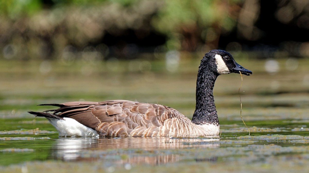 Canada Goose - ML622480687