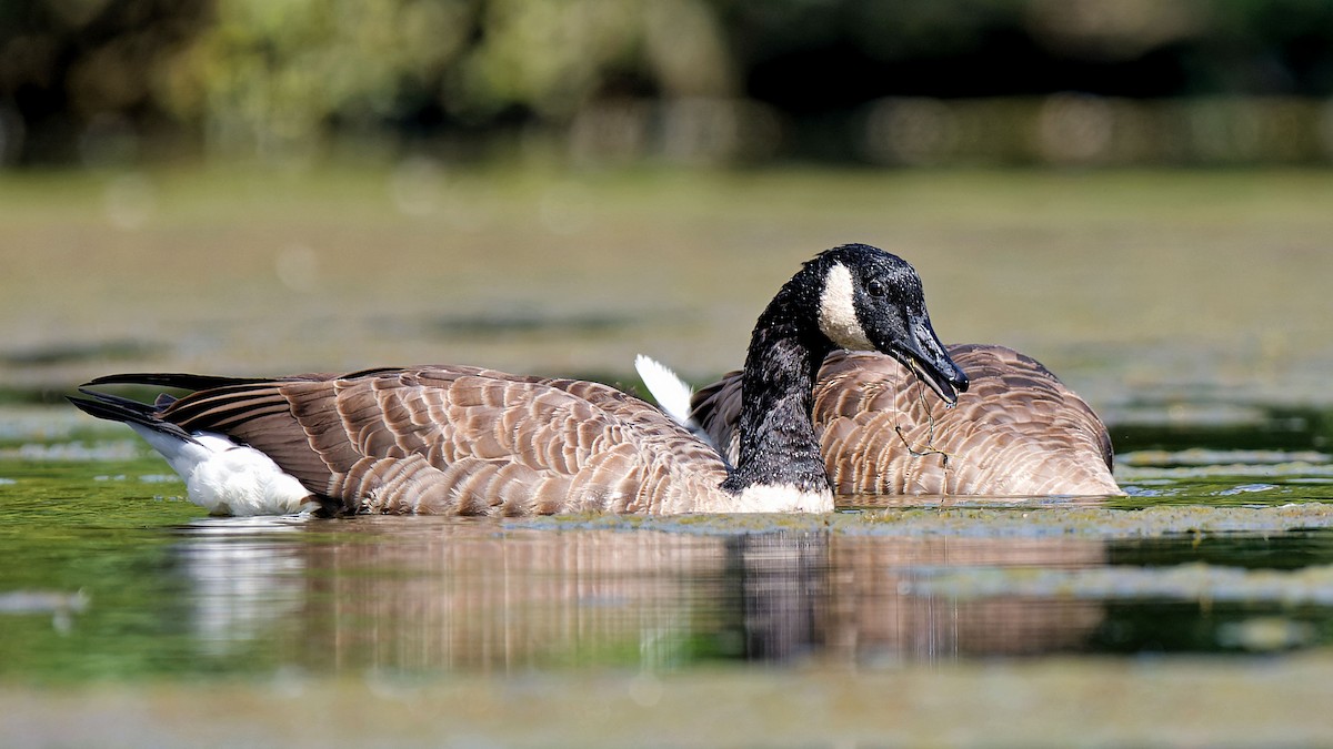 Canada Goose - ML622480688