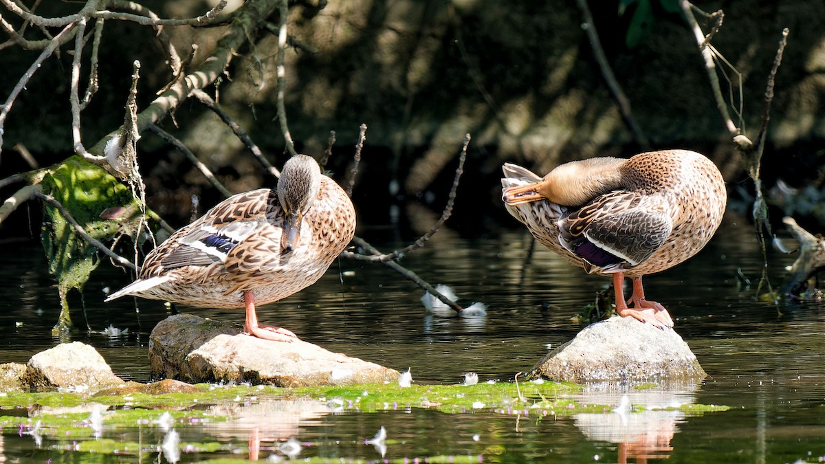 Mallard - ML622480694