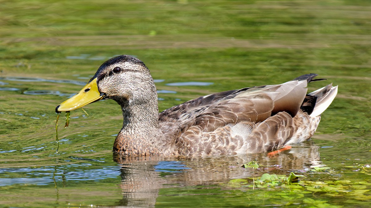 Mallard - ML622480696