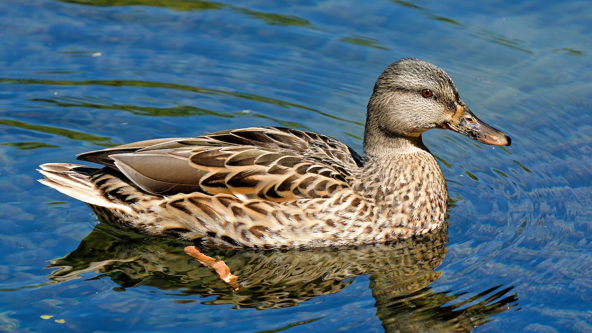 Mallard - Craig Becker