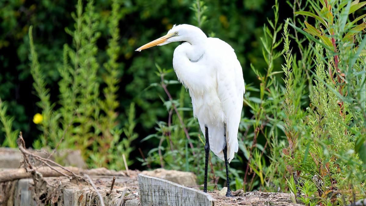 Great Egret - ML622480702