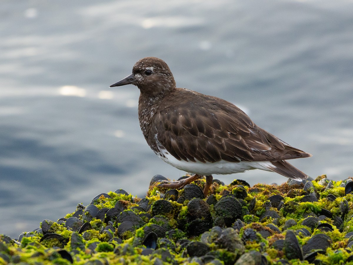 Black Turnstone - ML622480705
