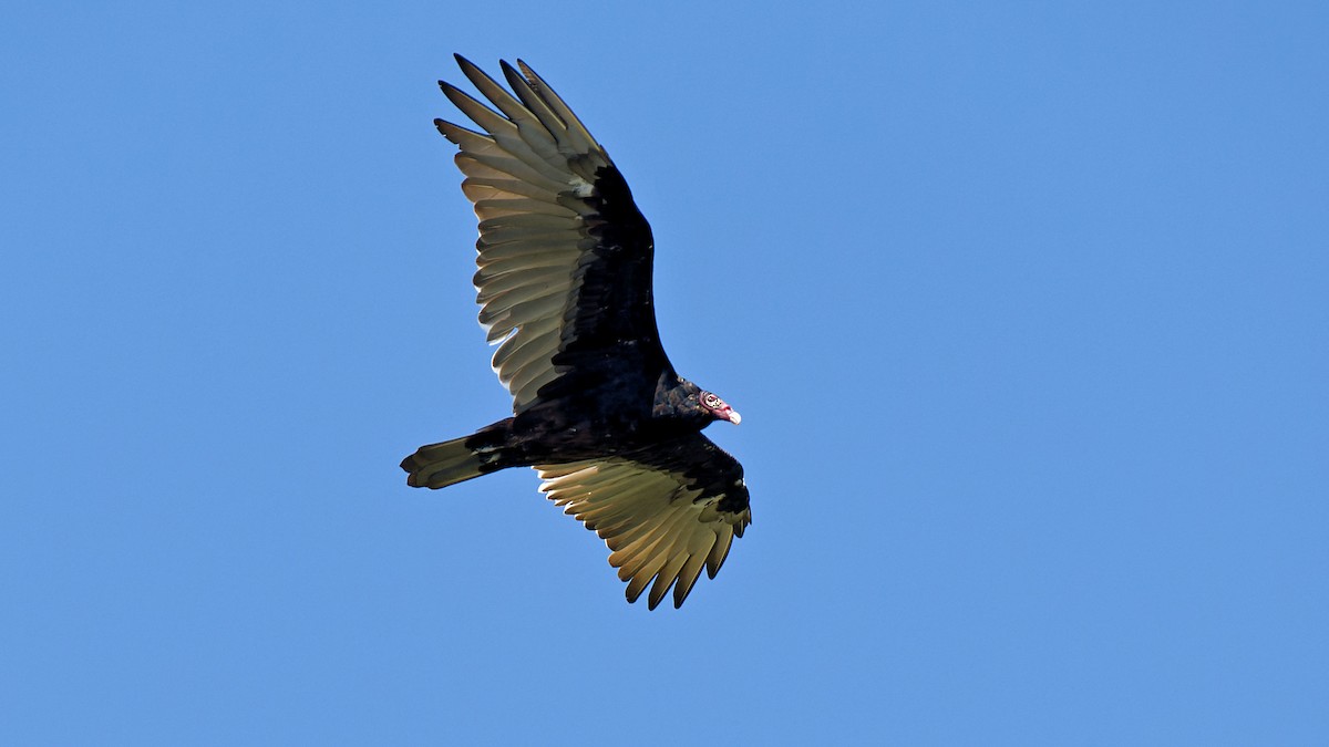 Turkey Vulture - ML622480706