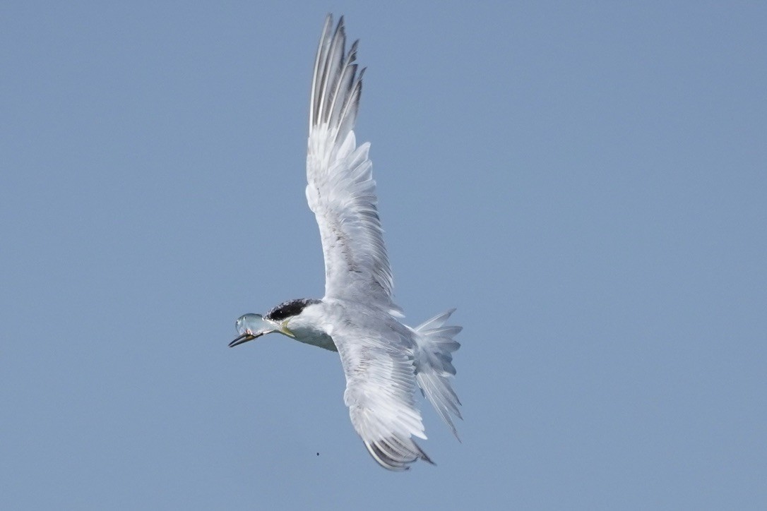 Common Tern - linda kleinhenz