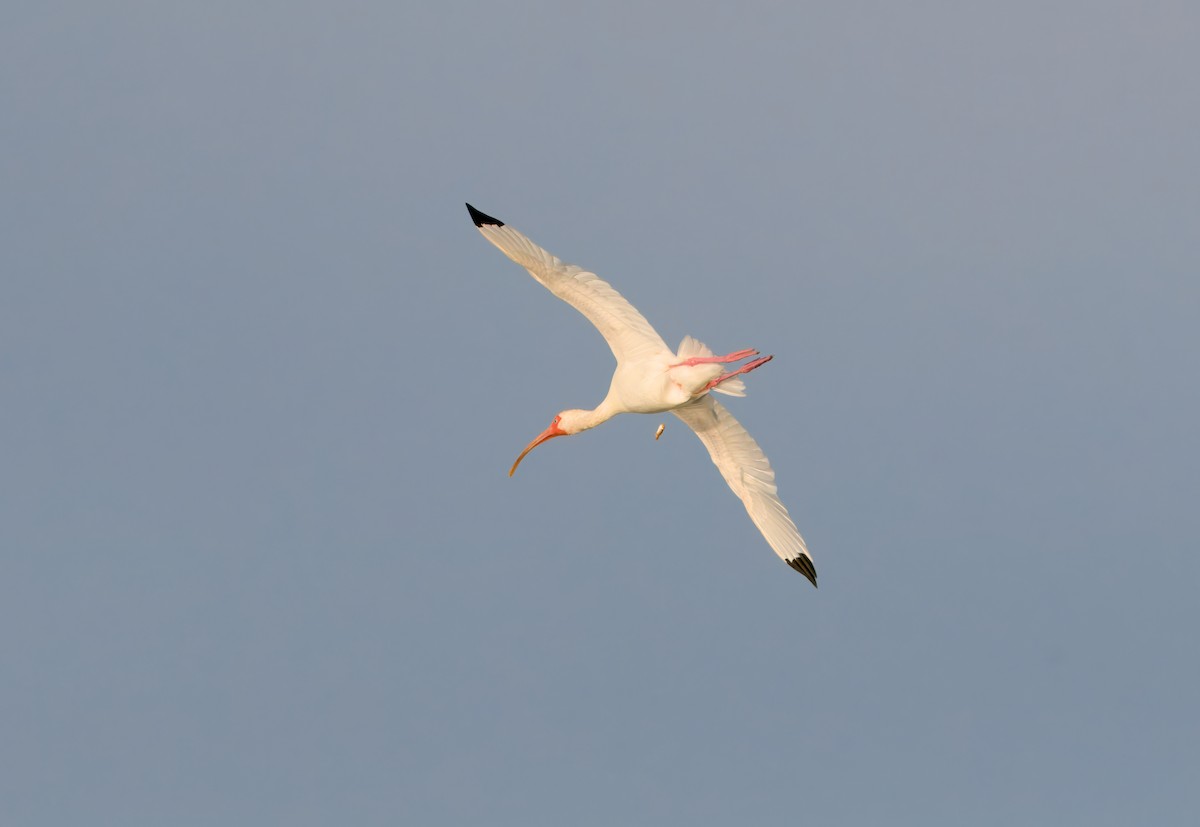 White Ibis - ML622480719