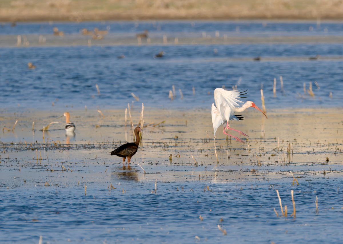 White Ibis - ML622480720