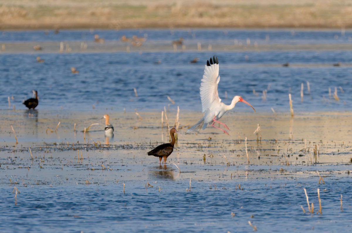 White Ibis - ML622480725