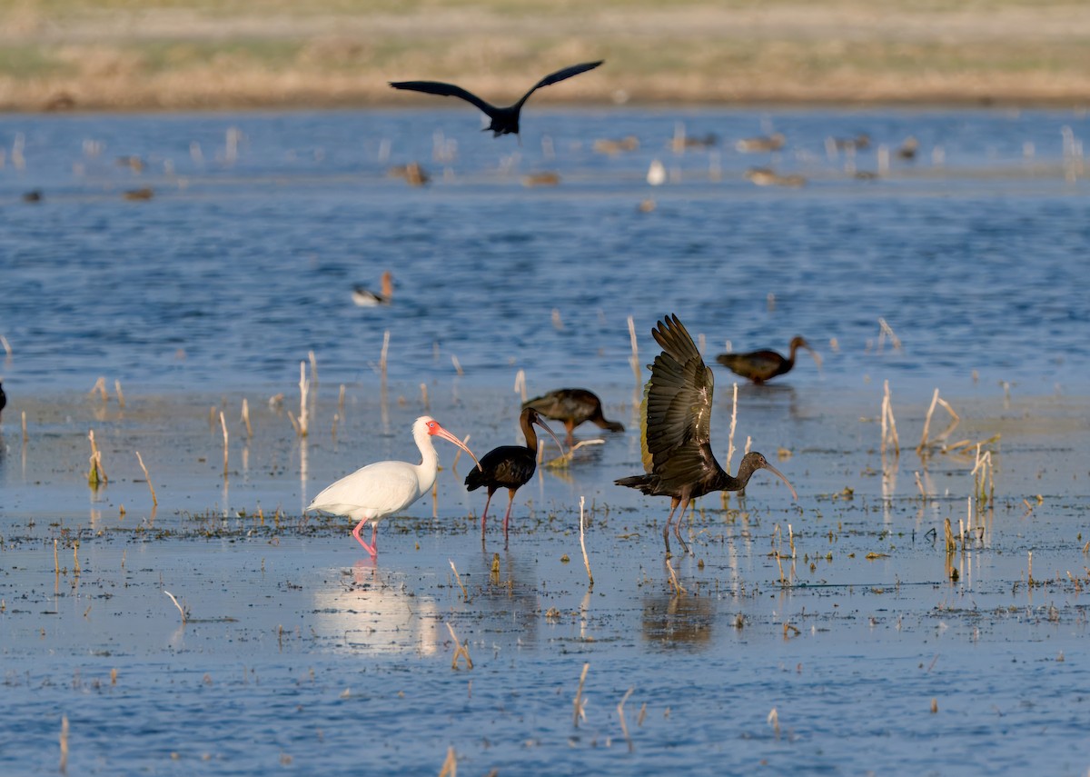 White Ibis - ML622480726