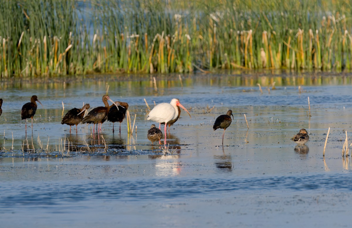 White Ibis - ML622480728